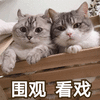 猫 围观 看戏 搞怪 逗