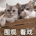 猫 围观 看戏