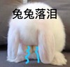 萌宠 小兔子 兔兔落泪 伤心 委屈 可爱