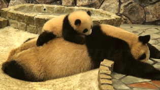 大熊猫 幼崽 爬 赖皮