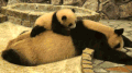 大熊猫 幼崽 爬 赖皮