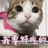 我要好吃的 猫 卖萌 好吃的