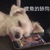 萌宠 汪星人 疲惫 舔狗 搞怪 逗