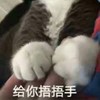 萌宠 喵星人 给你捂捂手 你是不是手冷 可爱 温顺