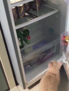 猫咪 冰箱 跳进去 凉快