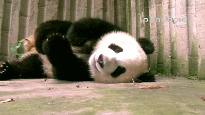 熊猫 国宝 可爱 抓痒