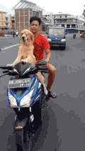 狗狗 骑摩托车 戴眼镜 搞笑
