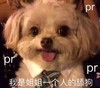 热门表情 狗 姐姐 舔狗 搞怪 萌宠