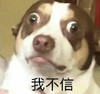 萌宠 汪星人 我不信 生气 呆萌 可爱