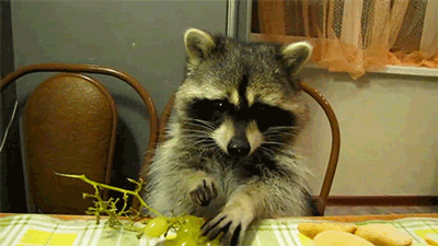 浣熊 raccoon 葡萄 吃货 客厅