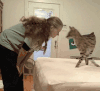 猫 宠物 动物 可爱