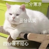 萌宠 猫星人 三分薄凉 四分漫不经心 呆萌 可爱