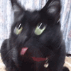 沙雕猫 猫咪 猫 可爱猫 猫表情包 猫咪表情包 小猫