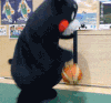 熊本城 玩球 可爱 萌宠
