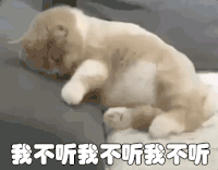 我不听 抓狂 猫 萌宠