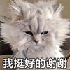 谢谢 挺好的 猫 可爱 呆萌