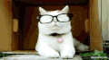 猫 眼镜 萌