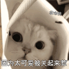 萌宠 猫星人 因为太可爱被关起来惹 无奈 呆萌 可爱