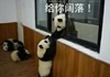 萌宠 熊猫 给你阔落 开不开心 呆萌 憨憨