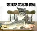 盘子 猫咪 金馆长 鱼 等我吃完再来装逼