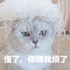 萌宠 猫星人 懂了 你是嫌我烦了 搞怪 逗