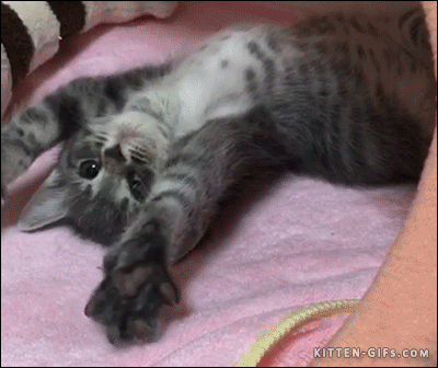 猫咪 伸懒腰 可爱