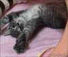 猫咪 伸懒腰 可爱