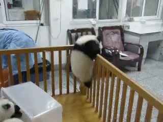 熊猫 放我出去 萌化了 天然呆 动物 panda