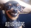 萌宠 汪星人 超级假笑 嘿嘿嘿 呆萌 可爱