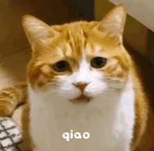萌宠 猫咪 小网黄 动态图 可爱