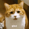 萌宠 猫咪 小网黄 动态图 可爱