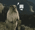 咆哮的土拨鼠 踢 恶搞 逗比