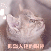 猫 仰望 大佬 眼神 搞怪 可爱