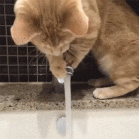 猫咪 水龙头 流水 开关