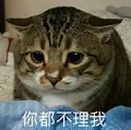 猫咪 你都不理我 不开心 委屈