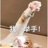 萌宠 猫星人 我举手 选我 呆萌 可爱
