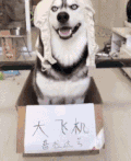狗子 汪星人 萌宠 搞笑