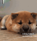 汪星人 睡觉 趴着 懒