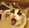 魔性 动物 猫咪 捂脸 害羞 无语