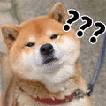 蒙圈 柴犬