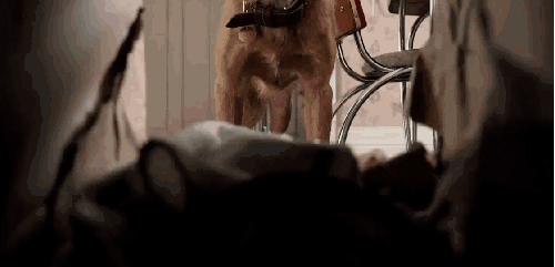 一条狗的使命 动作 动物 嗅 狗 电影 纸箱 钻 预告片