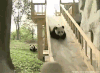 熊猫 panda