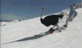 雪地 鸵鸟 滑雪 厉害