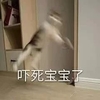 萌宠 喵星人 哎呀妈呀 吓死宝宝了 呆萌 可爱