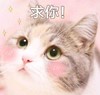 萌宠 喵星人 求求你了 算我求你 憨憨 呆萌