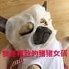 萌宠 汪星人 我是个精致的猪猪女孩 敷面膜 搞怪 逗