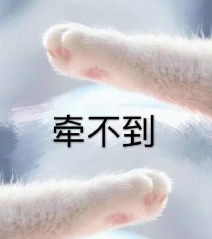 可爱 萌 文字表情包 小手 猫爪