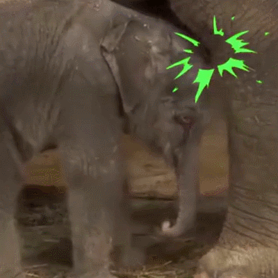 唉 大象 摔倒 鼻子