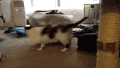 动物 萌宠 猫咪 搞笑 可爱