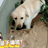 汪星人 狗狗 可爱 萌宠 狗